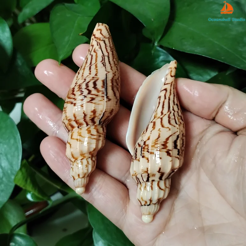 8-10CM Natural Volute Shell Fulgoraria Hamillei Seashells For Home Wedding Furnishing Pieces Gift