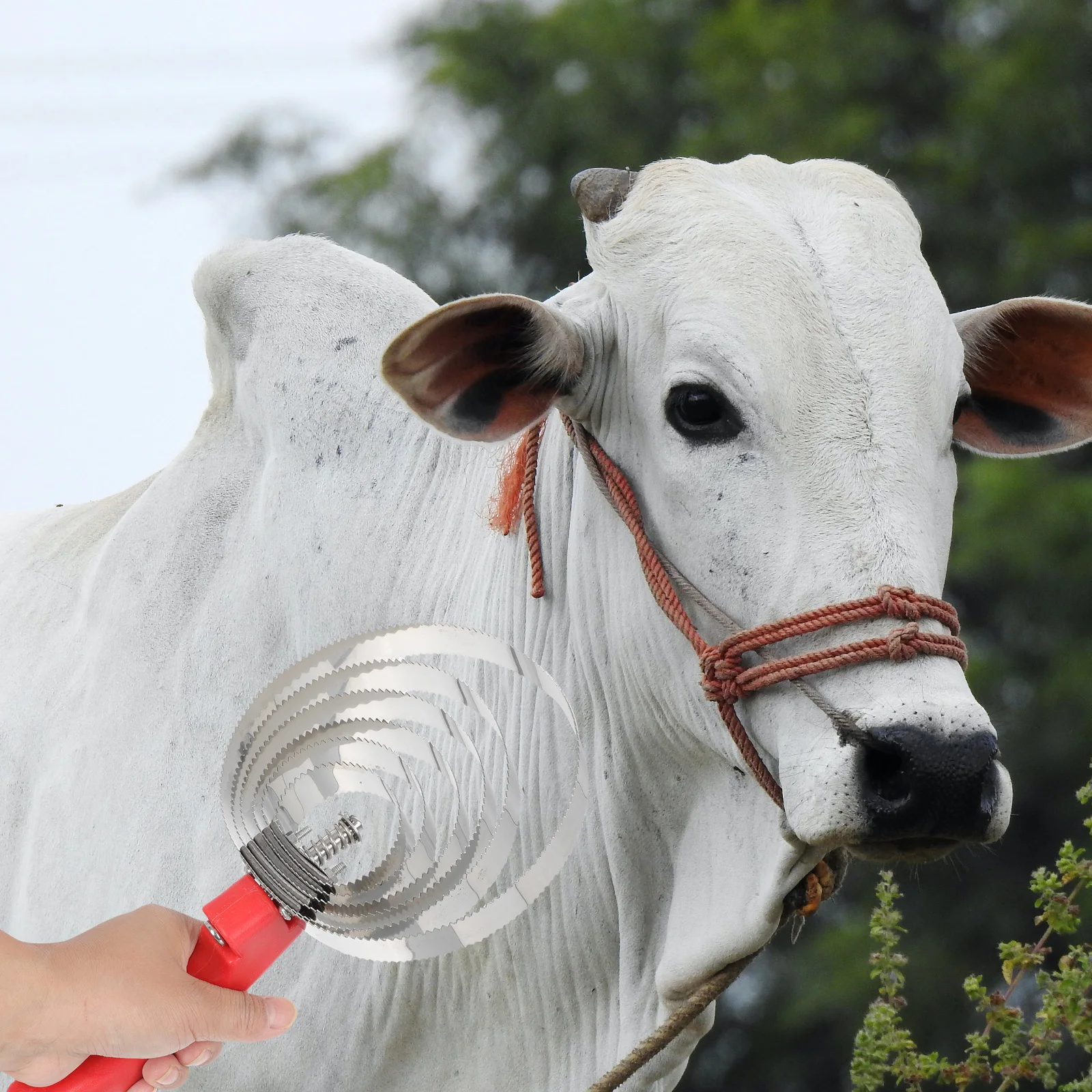 

Horse Hair Comb Stainless Steel Grooming Supplies Cattle Livestock Comb Serrated Scraper Shedding Tool Plastic H Non Slip