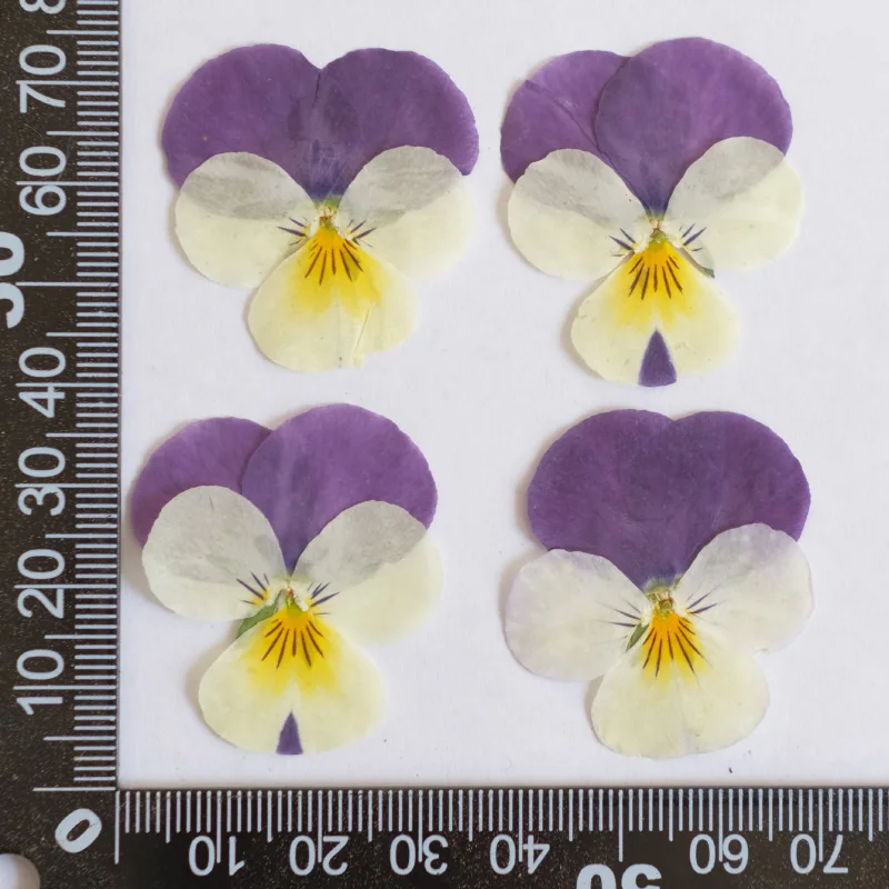 12 قطعة ، الطبيعة بانسي المجففة زهرة تنقش DIY بها بنفسك الايبوكسي جراب المحمول الجمال مسمار المواد زهرة إطار صور الزخرفية بتلات ماكياج