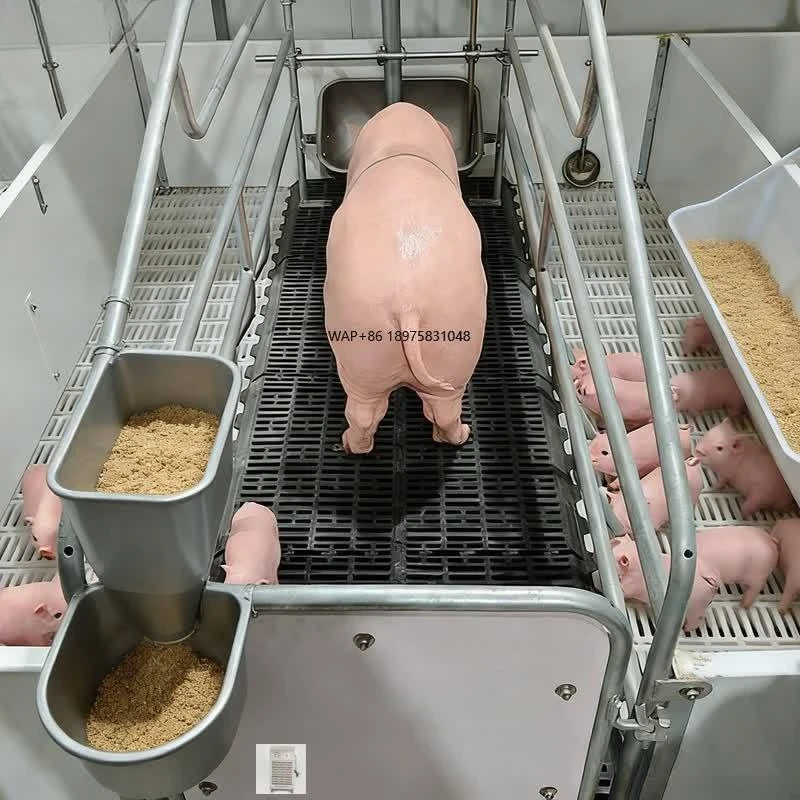 Plug and Play Safe Design Pig Housing Farrowing Cage Pig Farm Cage Equipment Farm Pig Farrowing Cage for Breeding Farm Operation
