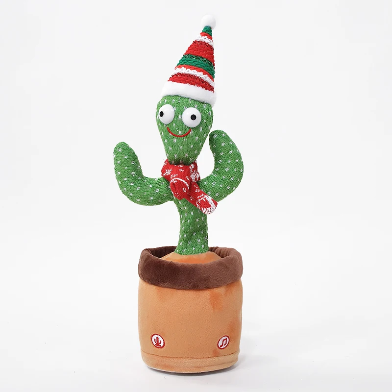 stachelloser kaktus Binsenkaktus Cassutha kaufen | Rhipsalis Cassutha