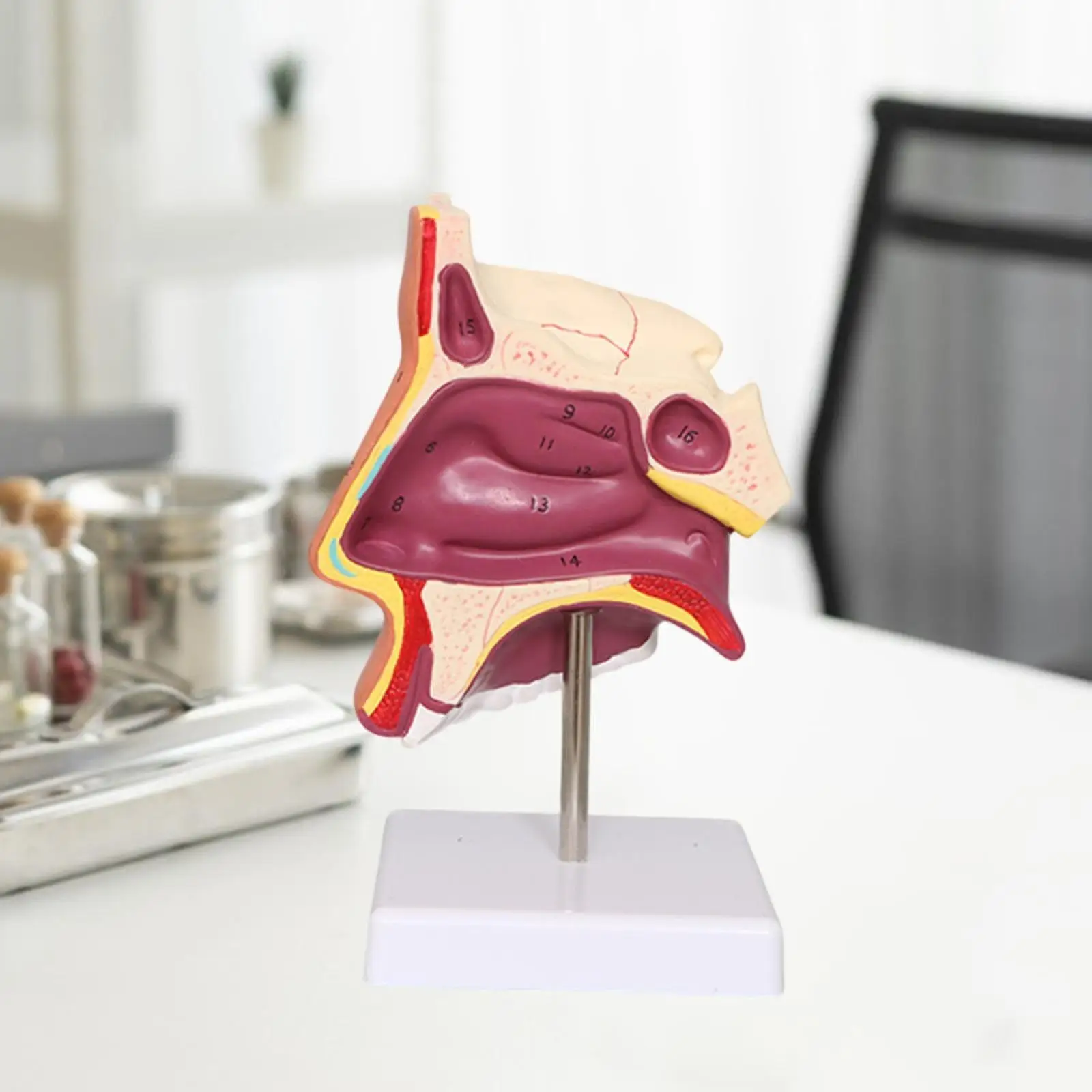 แบบจำลองการสาธิตโพรงจมูกของมนุษย์ การสอน การทดลอง การเรียนรู้ทางวิทยาศาสตร์