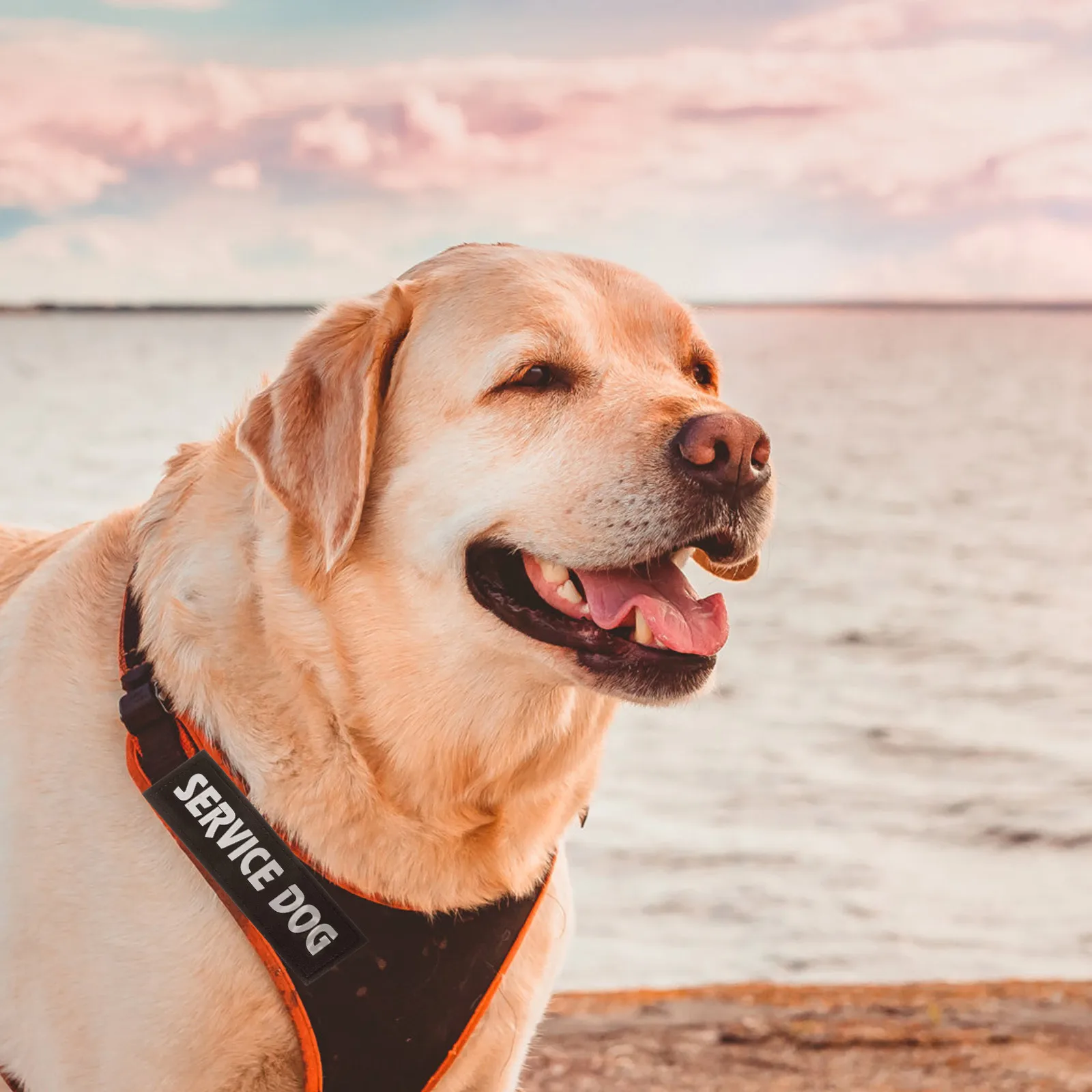 

2Pcs Pet Harness Stickers Removable Tag Vest Patches Reflective Dog Patch Puppy Sling Outing Comfortable