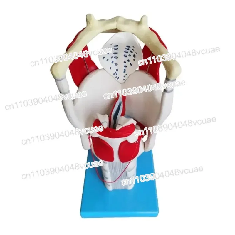 

Модель анатомии ларингела Функционально усиленная модель местоположения вокального шнура