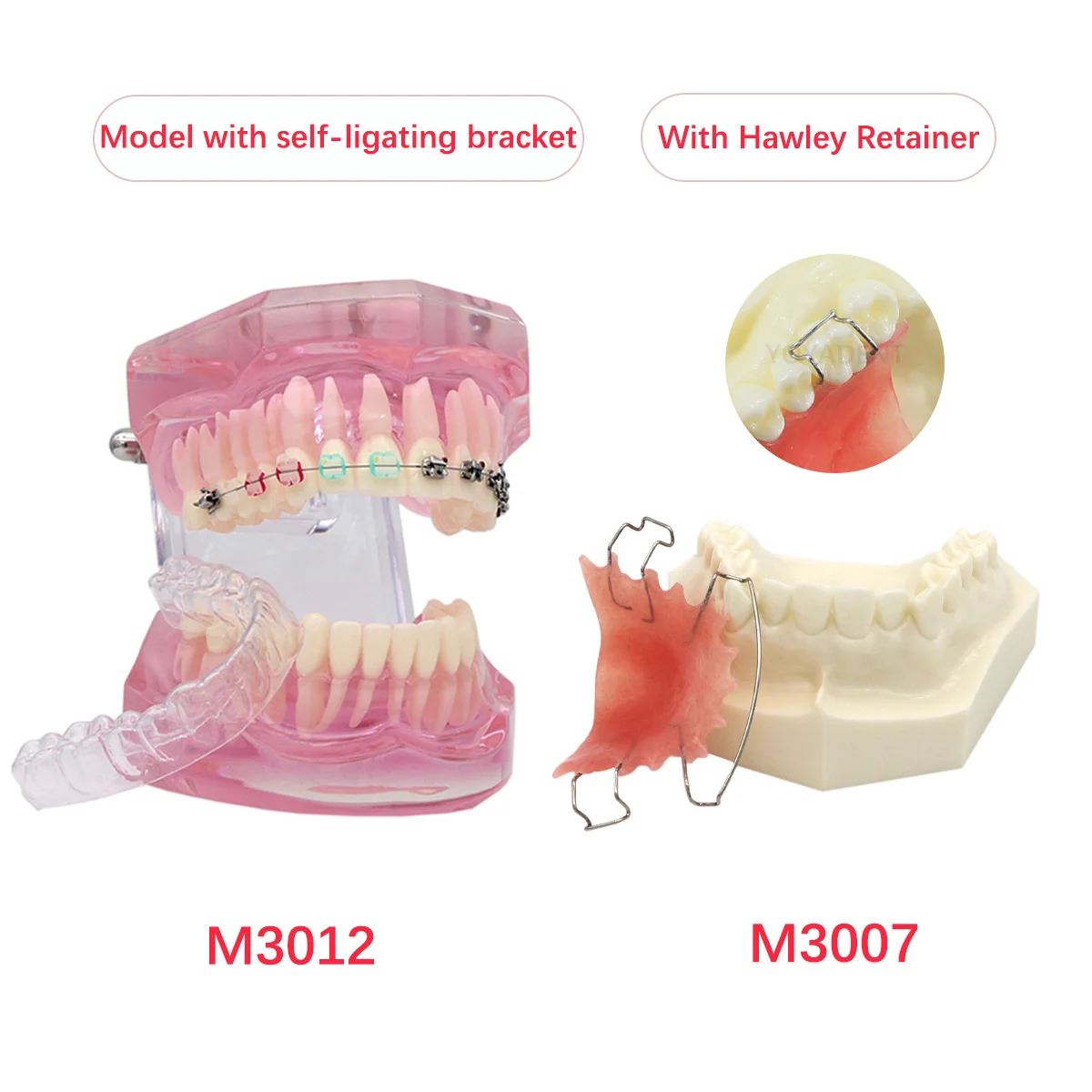 Dental Orthodontics Model With Braces Dental Model With Retainer False Teeth Model For Dentistry Lab