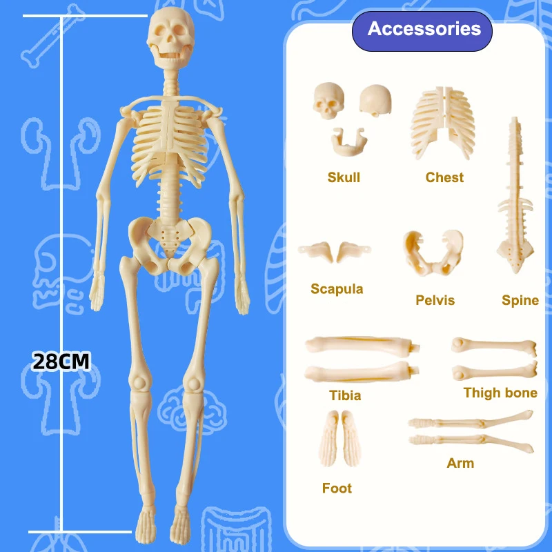 نموذج جذع بشري ثلاثي الأبعاد للأطفال ، يمكن تجميع الهيكل العظمي البشري ، الألعاب التعليمية ، ديي ،