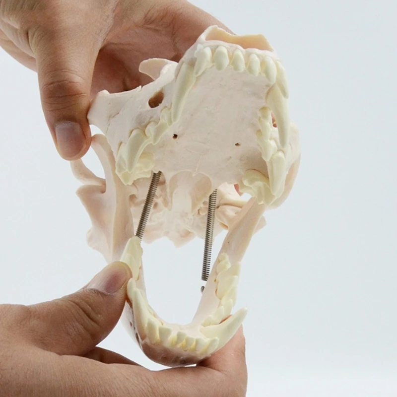 L74B Dog Skull Anatomy Model Dog Head Skeleton Model Realistic Anatomical Dog Head Bone Model for Veterinary Education