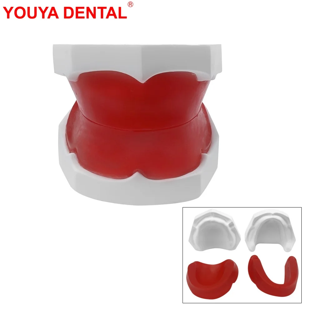 Dental Wax Tooth Model Dentistry Edentulous Gypsum Teeth Model Dental Mould Plaster Base For Studying Teaching Training Practice