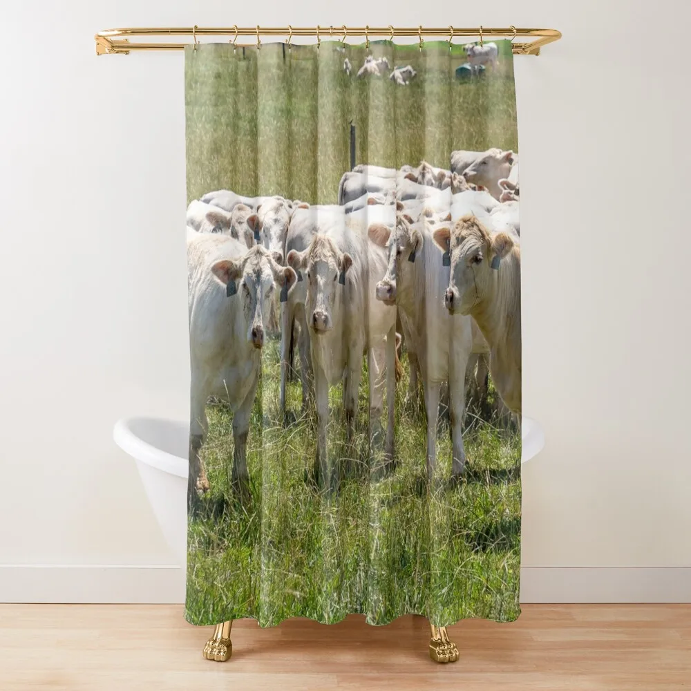 

Charolais Cattle Photo Shower Curtain Bathroom Accessorys Waterproof Shower And Anti-Mold Cover Bathroom Accessory Curtain