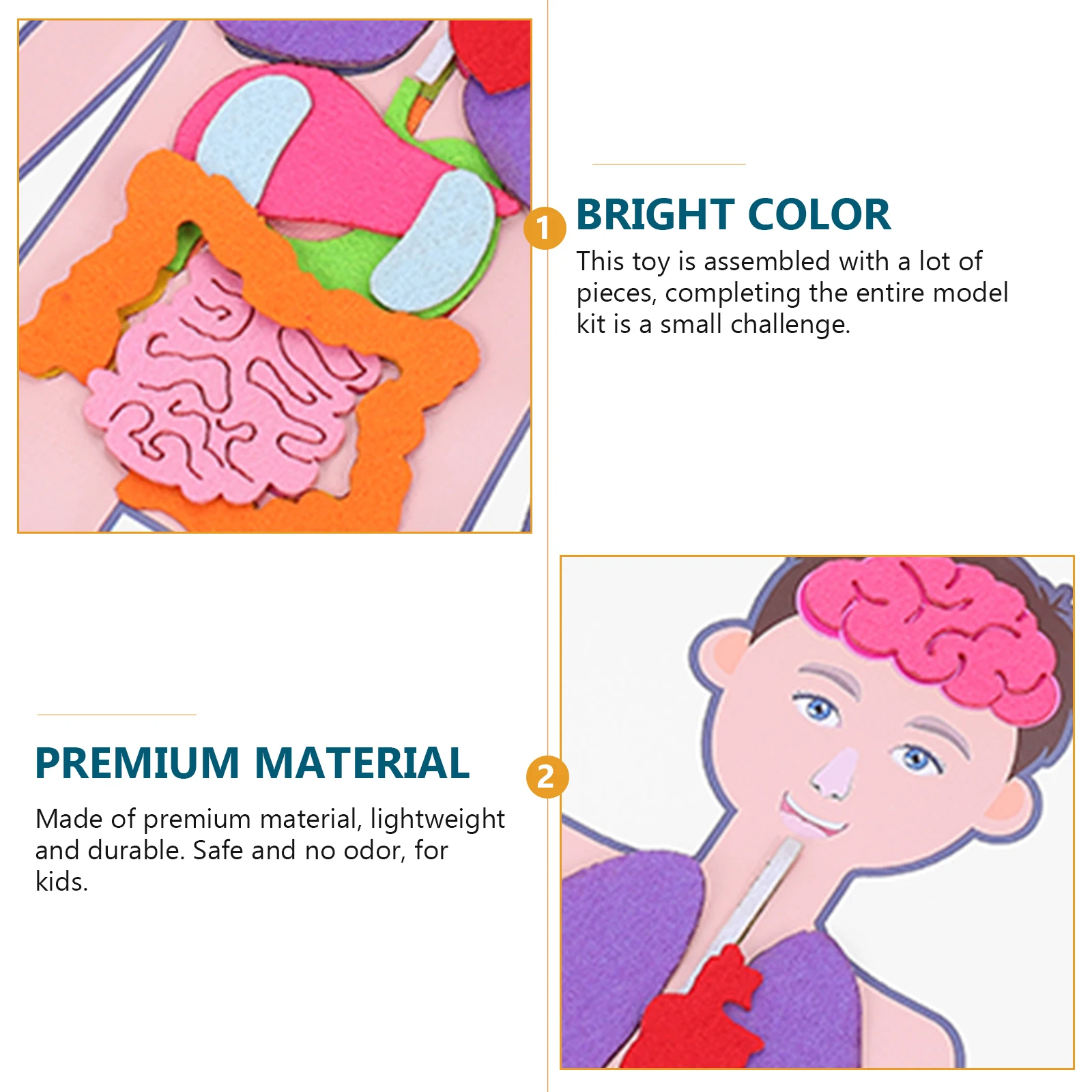 Lehrmittel, menschliches Organmodell, Lernspielzeug, leicht, kognitive Entwicklung, Form, Farbe, Größe