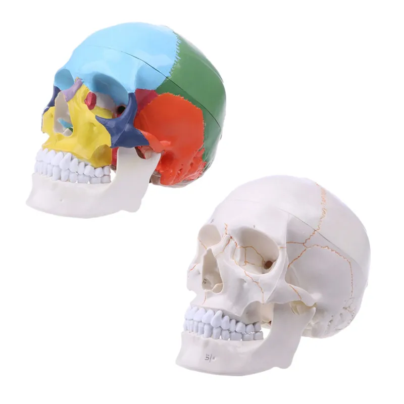 Disassembled Human Head Skull Model Detachable Color Resin Skull Statue Medical Teaching Anatomical Model Tool