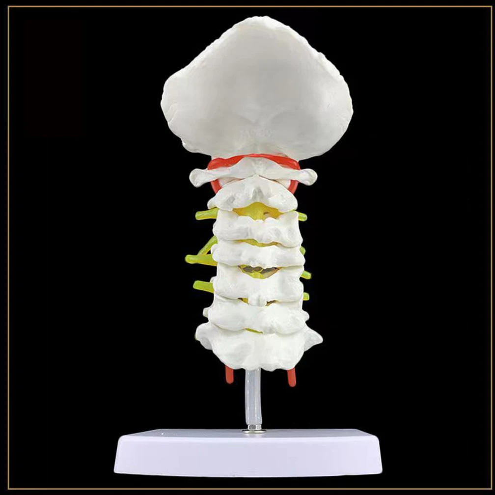 Human Anatomical Model Cervical Vertebra Model Cervical Spine with Neck Artery Occipital Bone Disc and Nerve Model ﻿Dropshipping