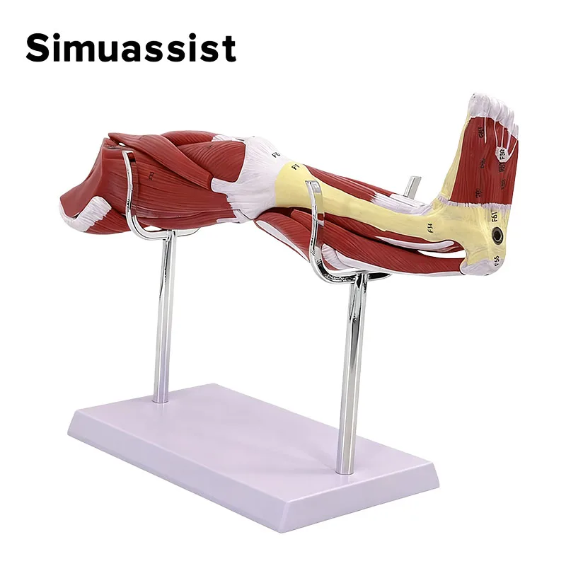 Lower Leg Muscle Anatomy Model Medical Teaching Tool Detachable Muscles for School