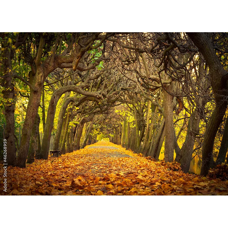 SHENGYONGBAO Natural Scenery Photography Background Fall Leaves Forest Landscape Photo Backdrops Studio Props QQTT-01