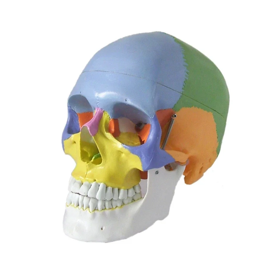 1:1 Realistic Human Anatomical Coloured Head Skeleton Skull Teaching Model