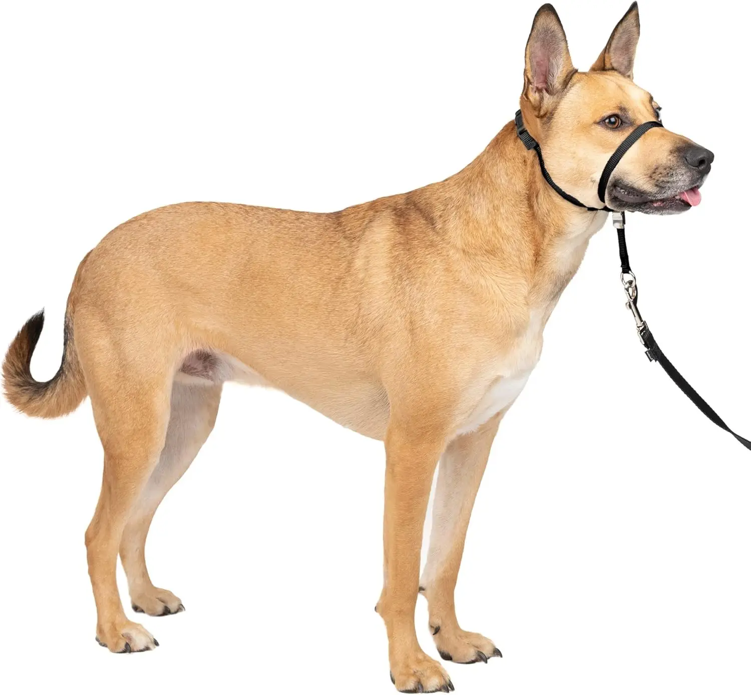 Gentle Leader Headcollar No-Pull Dog Collar Helps Improve Walks Durable Nylon Construction Padded Nose Loop Adjustable Fit