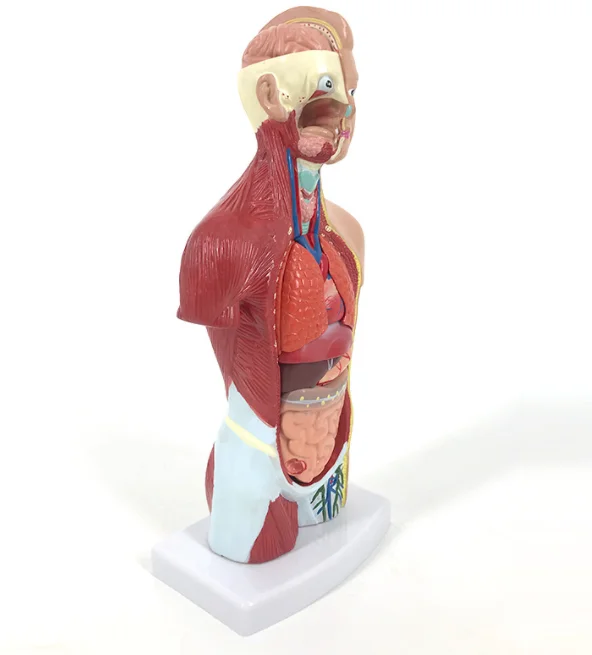 Advanced medical supplies - Human teaching -26 centimeter torso model for medical school educational equipment