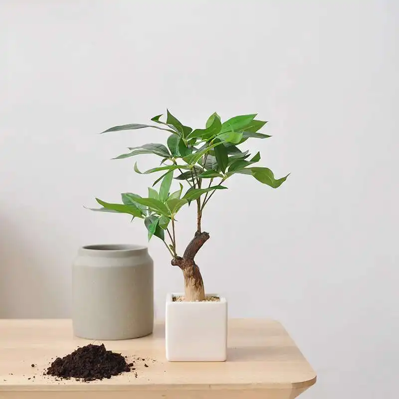 

Имитация дерева богатства, зеленые растения, горшечные растения, кабинет, гостиная, модельная комната, украшение столовой и украшение