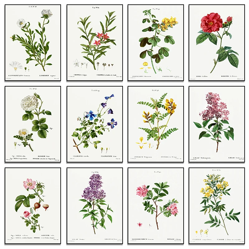 Vintage Botanical Studies Diamond Painting French Plant Illustrations Botany Wall Art HD Pictures Ideal for Home Decor Framele