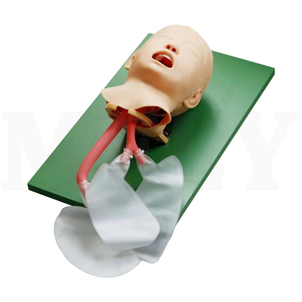 Skeleton Model Tracheal Intubation Model Simulate The Anatomical Structure of Children's Mouth Trachea for Manikin Training