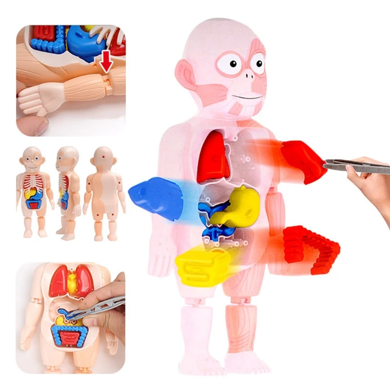 1PC DIY Toy Portable Anatomy Organ Blocks Interactive 3D Human Body Model Puzzle