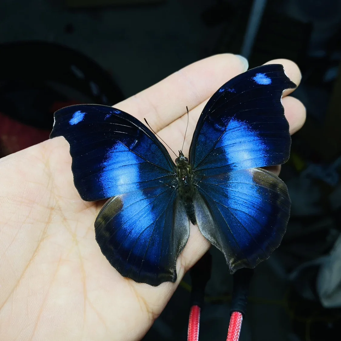 

Real Butterfly Specimens Ornaments Handmade Insect Decorations Student Creative Birthday Gift Wings Home Decoration