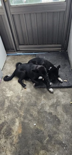 구매후기