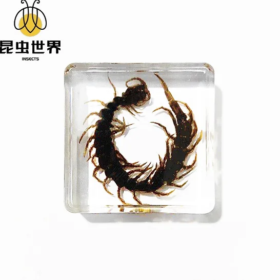 Gigantic Centipede Specimen: Majestic Display of Nature's Monster, Insect Specimen Craft: A Unique and Fascinating Ornament