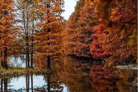 Dmkr LS-5804 Micro …