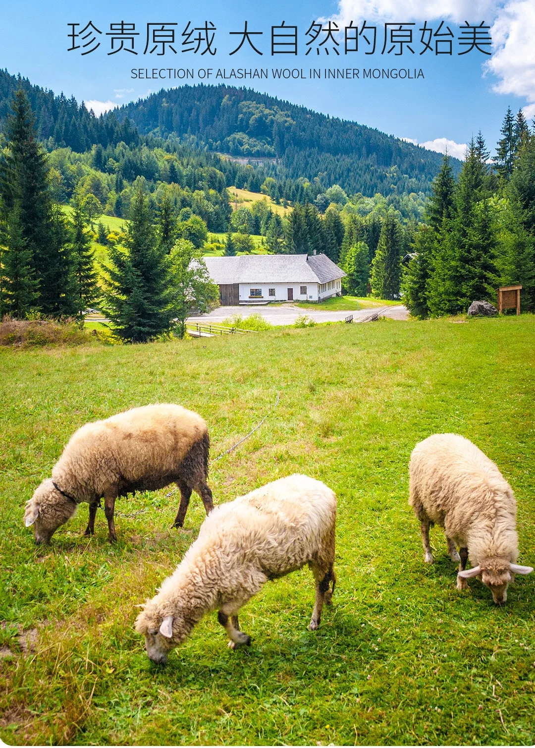 ملابس داخلية شتوية للرجال من ميرينو 100 ملابس داخلية حرارية للنساء ملابس حراري حرارية داخلية ملابس نسائي داخلي رجالي بجامة شتوي حراريه نسائيه لانجري رجالية نسائية نساء طقم بجامه شتوية سكس رجال داخليه شتاء بجايم للنساء #6