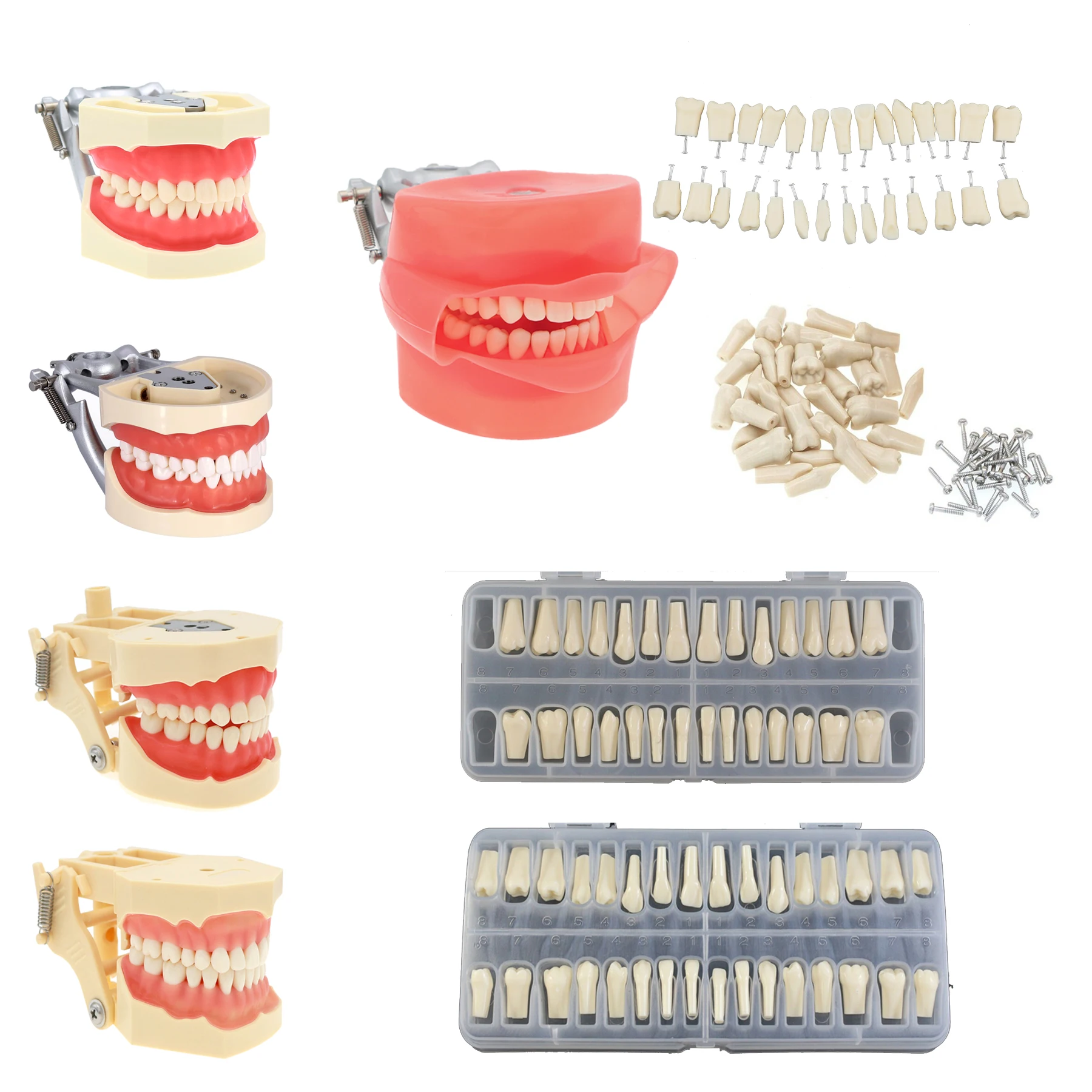 Model zębów stomatologicznych z wyjmowanymi zębami kompatybilny z Kilgore NISSIN 200/500 i Frasaco ANA-3/4 do nauczania dentystycznego Demo