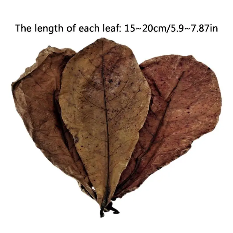 

20pcs Almond Leaves Natural Fish Aquarium Tank Water Conditioner Catappa Indians Almond Leaves For Fish Tank Pond decoration