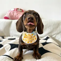Babero ajustable de algodón para perros salchicha y gatos
