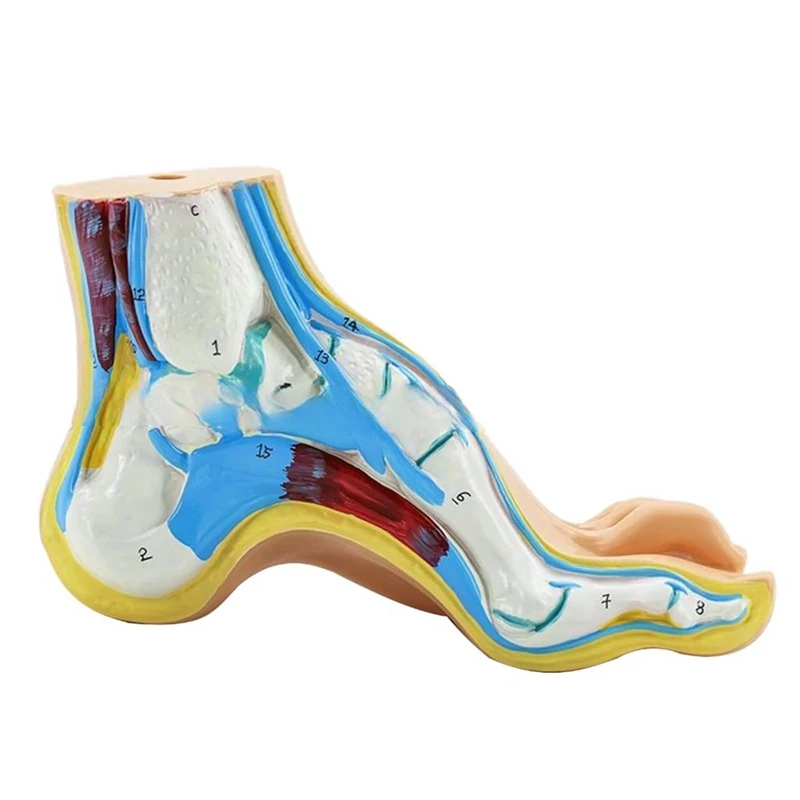 Foot Anatomy Model, Human Anatomy Foot Model, Normal Flat Arched Foot Model, Human Foot Muscle Model Flat Feet