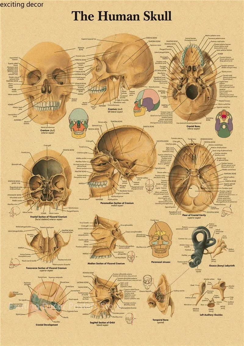 English German French Spanish Italian Version Anatomy The Body Structure Poster Retro Canvas Medical Room Art Wall Decor