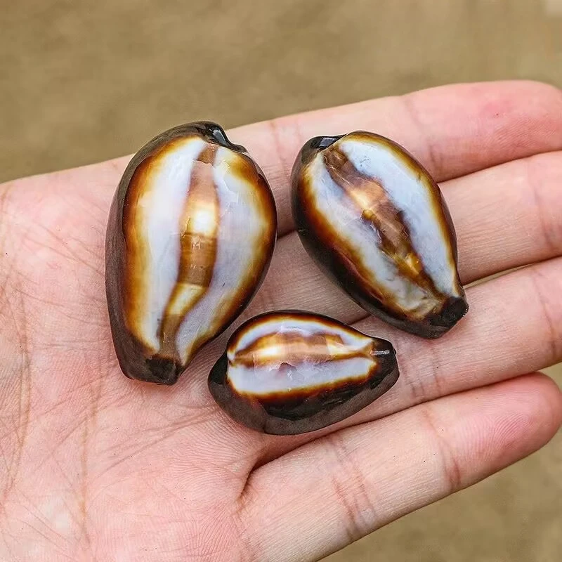 جديد الطبيعية الصغيرة قوقعة العقيق الحلزون عينة نادرة خزان الأسماك المناظر الطبيعية نافذة المنزل الديكور الإبداعية هدية جودة عالية #4