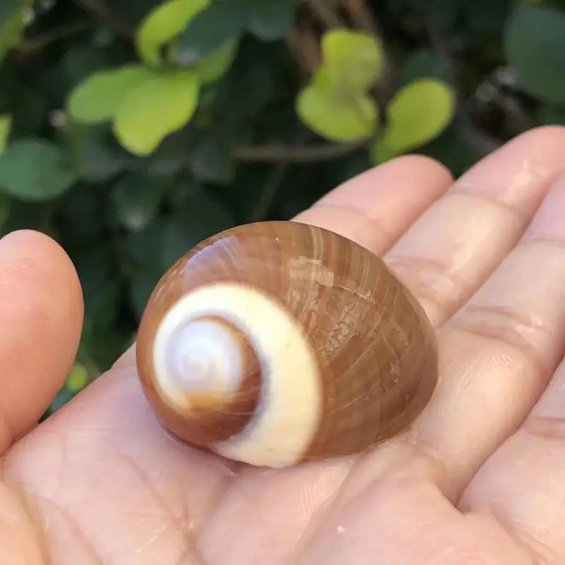 Natural Shell & Snail Decor for Aquarium, Hermit Crab Shell Replacement, Abalone Conch, Cat's Eye Snail, Specimen Shell