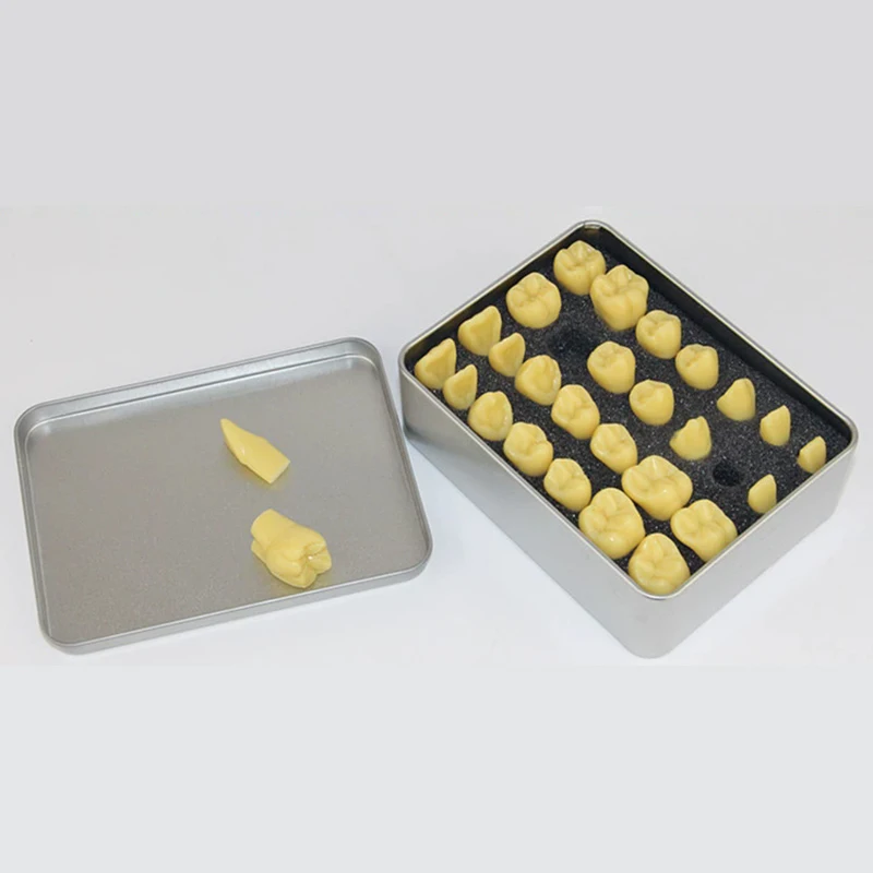 1.2 Times Carved Teeth Teaching Model Comparison Carving Tooth Model Dental Student Practice Study Tools