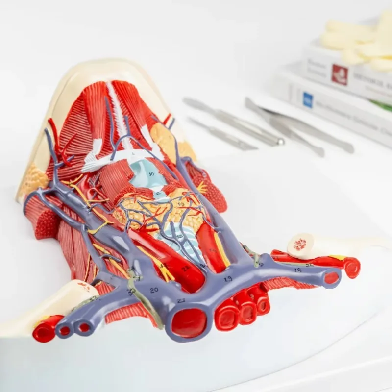 Human Neck Muscle Nerve Vessel Gland Anatomical Model - Local Anatomy of Cervical Anterior Muscle Model