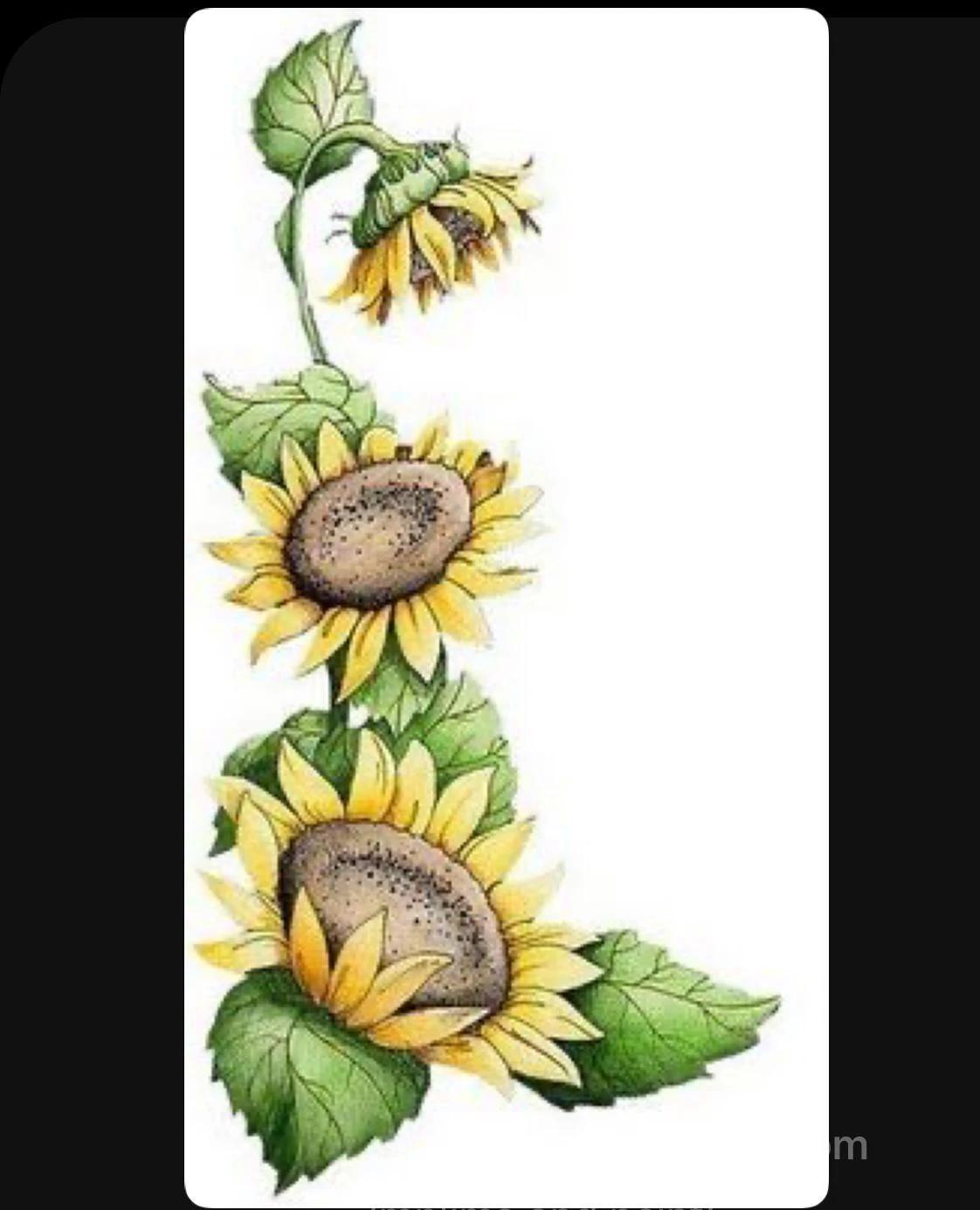 Sunflower Personali…