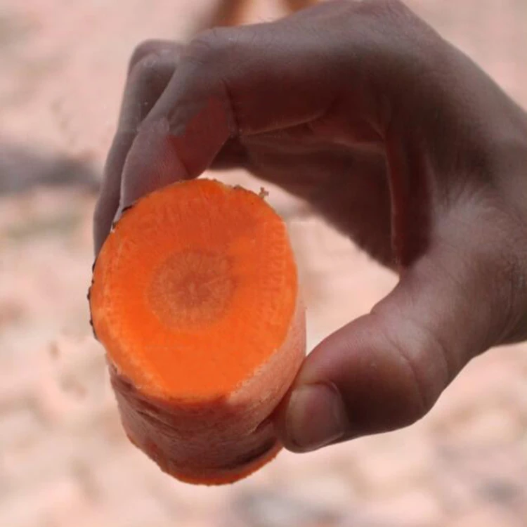 آلة قطع عصا الجزر والذرة الحلوة الأوتوماتيكية الصناعية #3