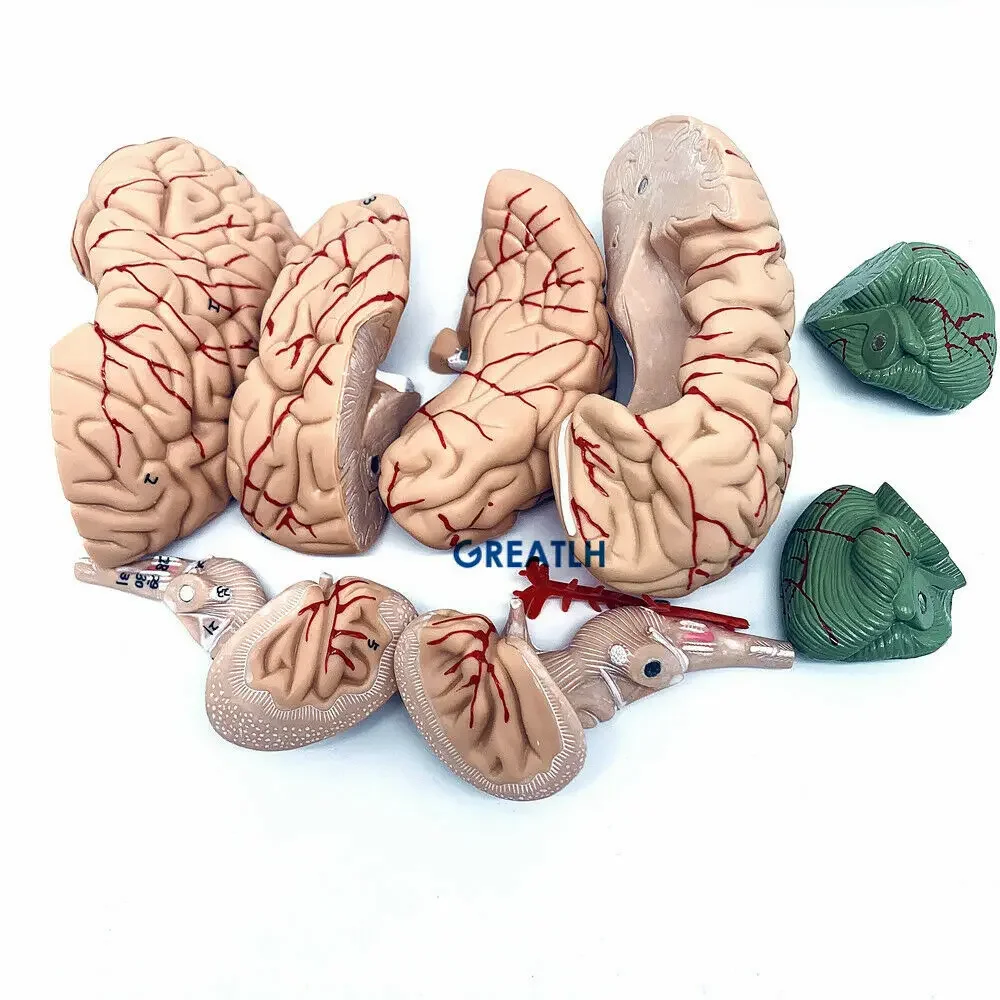 1:1 Skull Model Brain Anatomical Model with Digital Coding Number Removable Brain Model Parts High Quality