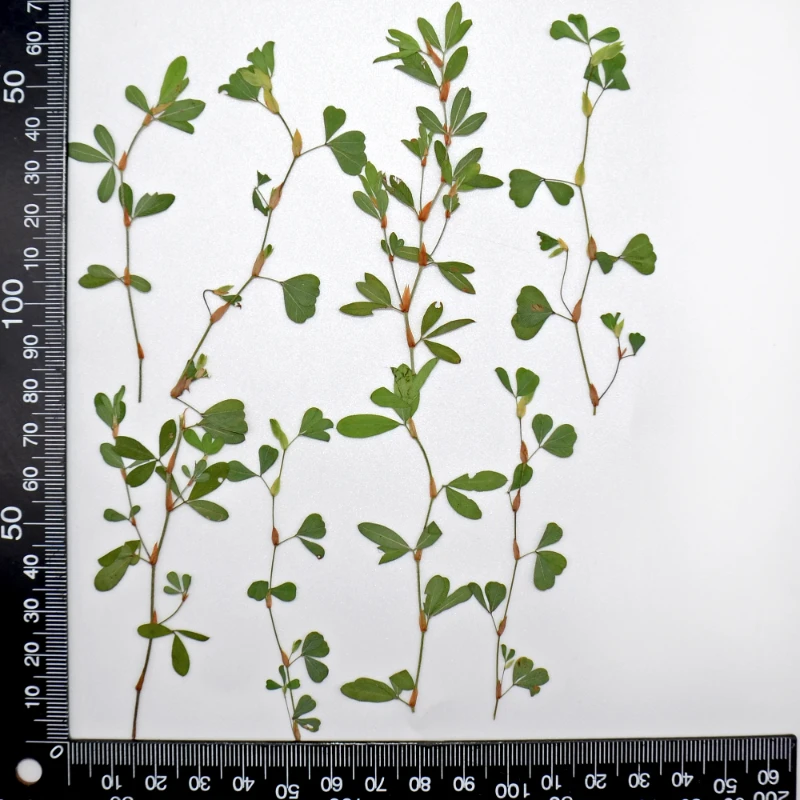 5-10cm/16pcs,Natural dried flower pressed mini grass branches DIY photo frame bookmark table lamp drop glue mobile phone case - Image 6