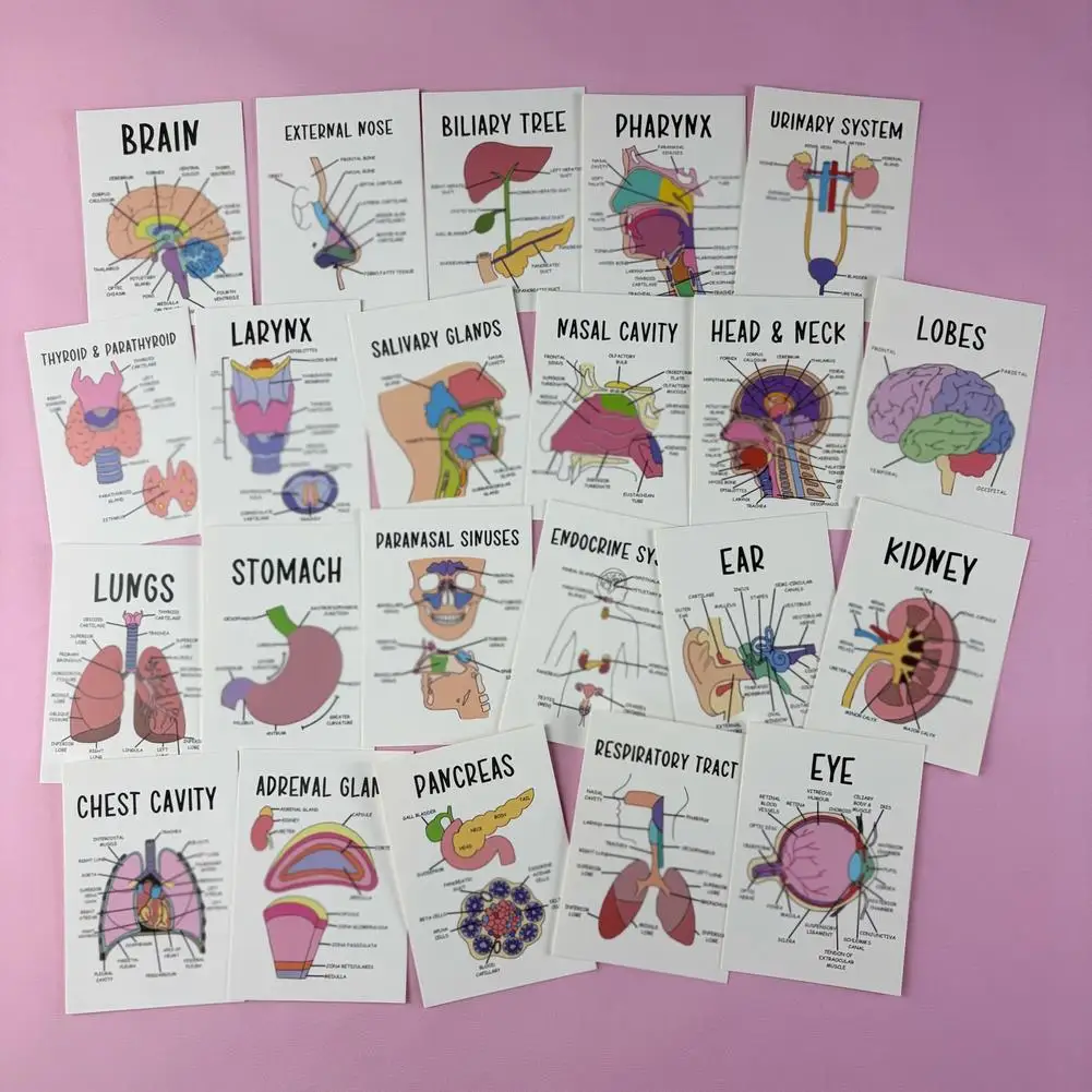 30Pcs Cartoon Human Organ Medical Anatomy Stickers Decals Toys Decorative Water Bottle Laptop Phone PVC Waterproof Sticker 2026