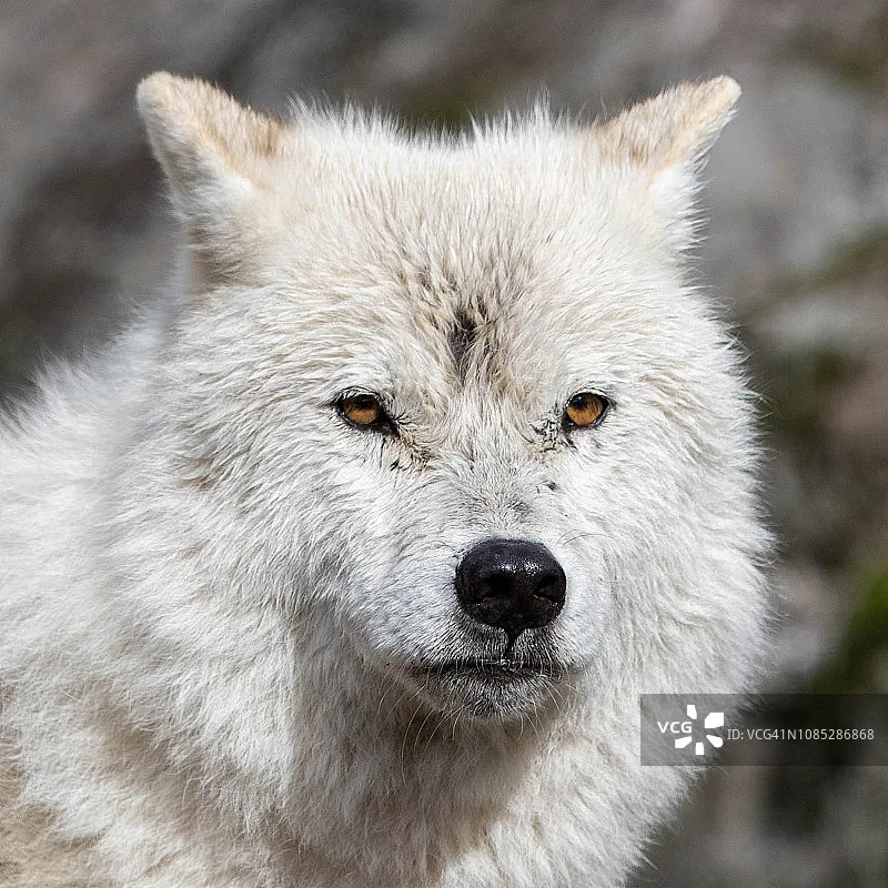 

UDIRC UDI023 RC Speedboat - 2.4G, 4WD Off-road, Mini Rock Climbing, RTR Toys