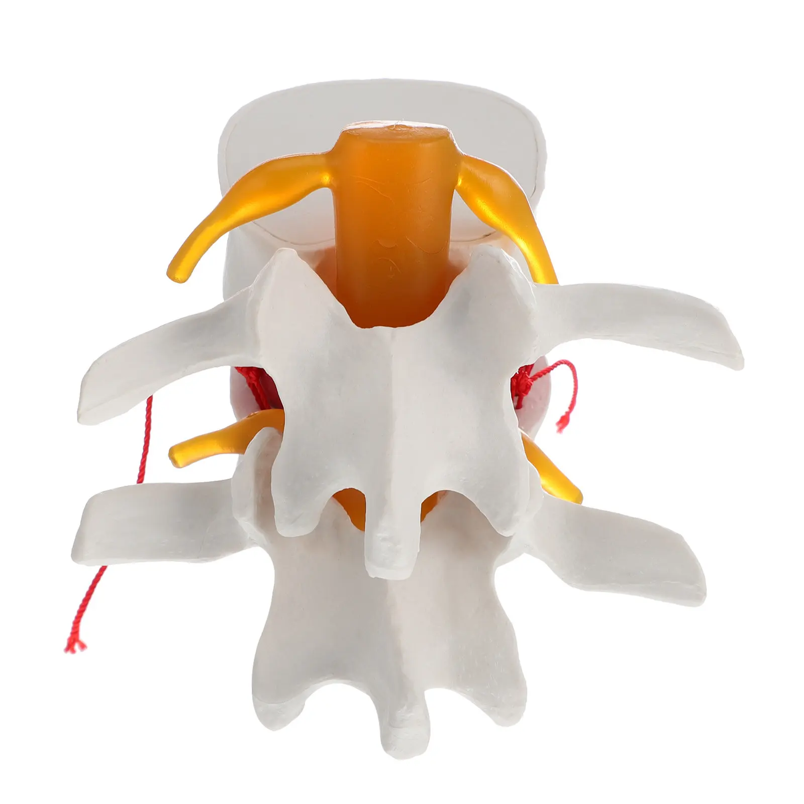 

1 шт. Прочный анатомический макет позвоночника человека из ПВХ для обучения, тренировок, практики врачей, медсестер, студентов, использования в учебных целях (позвоночная стойка)