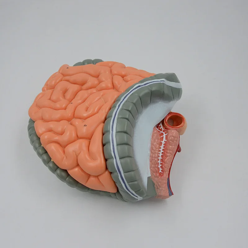 Removable gastrointestinal model, human digestive system model large intestine