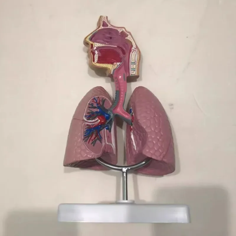 medical teaching equipment model respiratory system model respiratory lung model