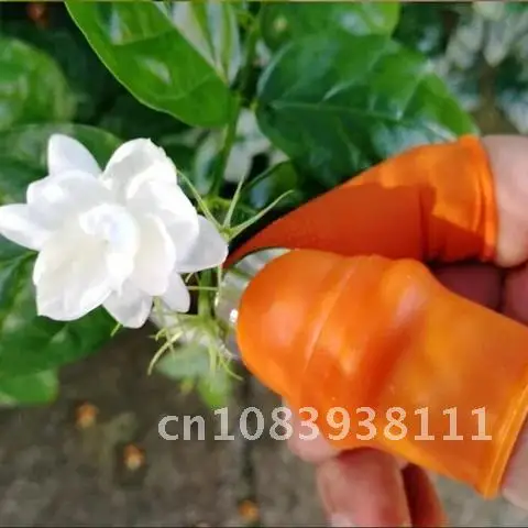 

Vegetable Fruit Garden Orchard Patch Picker Pickle Pepper Pick Grape Pick Iron Nail Tip Farm Picker