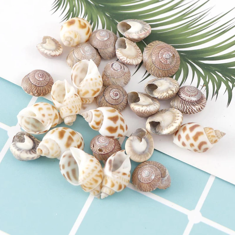 Mix Style Natural Shell 1-3cm 1 BOX Natural Conch Shells Mini Conch Corn Screw Wall Decoration DIY Aquarium Landscape Seashells